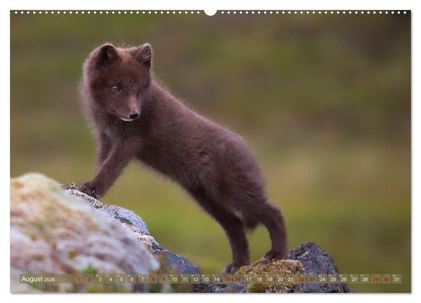 Produktbild: Polarfuchs-Welpen (hochwertiger Premium Wandkalender 2026 DIN A2 quer), Kunstdruck in Hochglanz