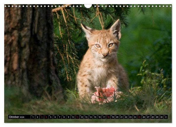 Produktbild: Luchskinder (Wandkalender 2026 DIN A3 quer), CALVENDO Monatskalender