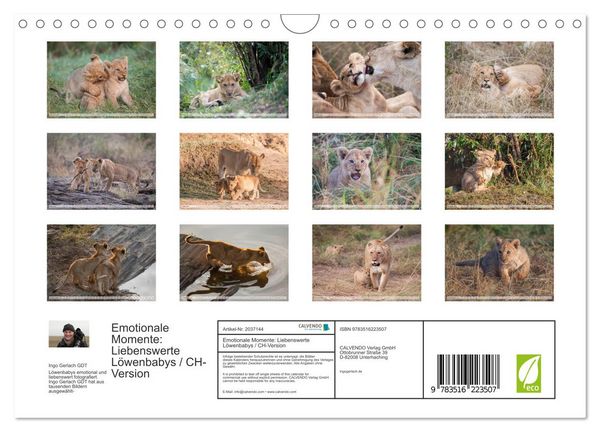 Produktbild: Emotionale Momente: Liebenswerte L&ouml;wenbabys / CH-Version (Wandkalender 2026 DIN A4 quer), CALVENDO Monatskalender