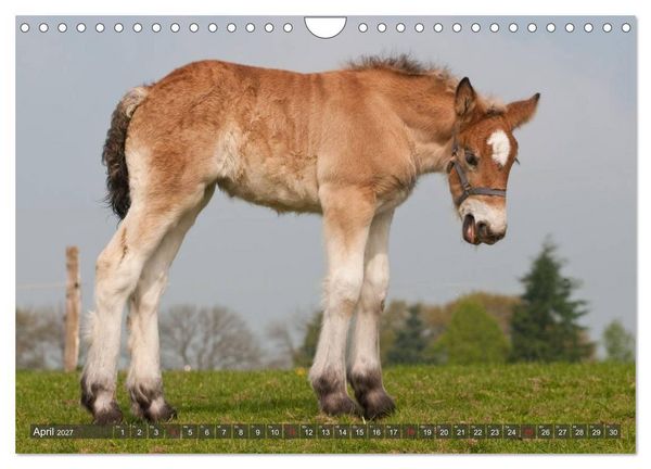 Produktbild: Fohlen - Lustige Pferdekinder (Wandkalender 2027 DIN A4 quer), CALVENDO Monatskalender