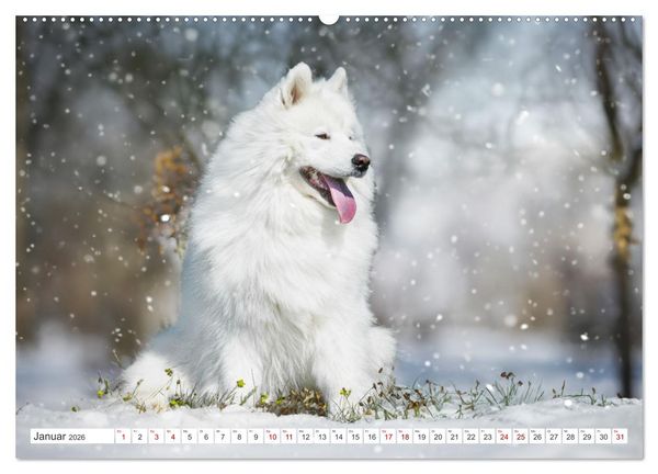 Produktbild: Der Samojede - Sch&ouml;nheit des Nordens (hochwertiger Premium Wandkalender 2026 DIN A2 quer), Kunstdruck in Hochglanz