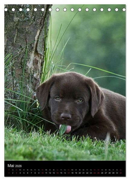 Produktbild: Labrador Welpen (Tischkalender 2026 DIN A5 hoch), CALVENDO Monatskalender