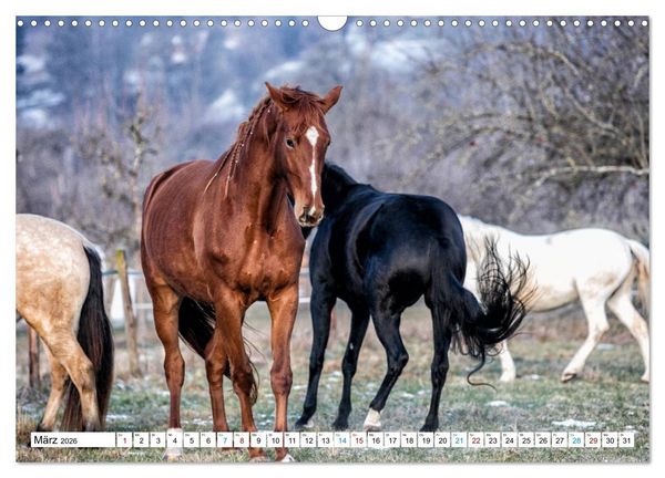 Produktbild: Durch das Jahr mit der Trakehner-Stute Fleur (Wandkalender 2026 DIN A3 quer), CALVENDO Monatskalender