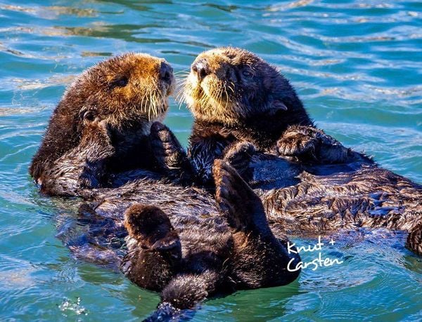 Produktbild: Otter Kalender 2027 Wandkalender Eintragkalender