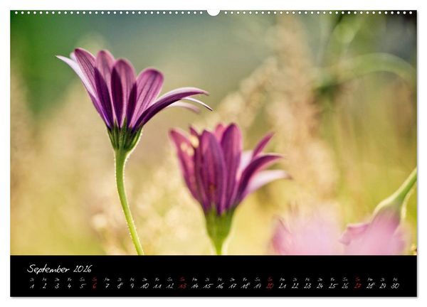 Produktbild: Frankreich Bretagne (Wandkalender 2026 DIN A2 quer), CALVENDO Monatskalender