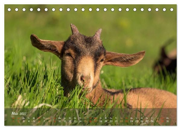 Produktbild: Albziegen (Tischkalender 2027 DIN A5 quer), CALVENDO Monatskalender
