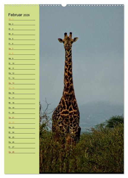 Produktbild: Giraffen. Voller Stolz und Grazie (hochwertiger Premium Wandkalender 2026 DIN A2 hoch), Kunstdruck in Hochglanz