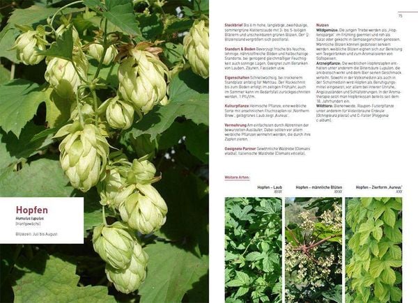 Produktbild: Kletterpflanzen und Bodendecker