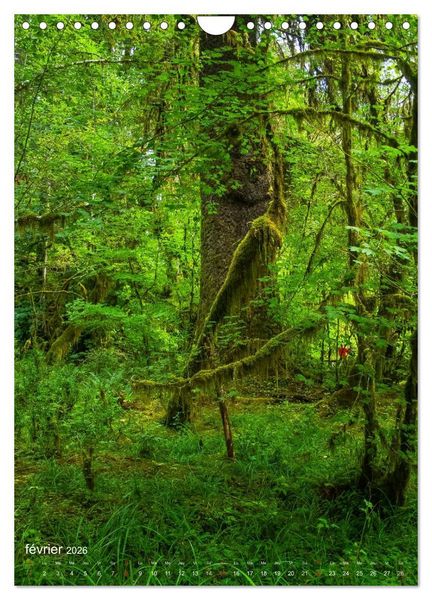Produktbild: G&eacute;ants verts de la for&ecirc;t (Calendrier mural 2026 DIN A4 horizontal), CALVENDO calendrier mensuel