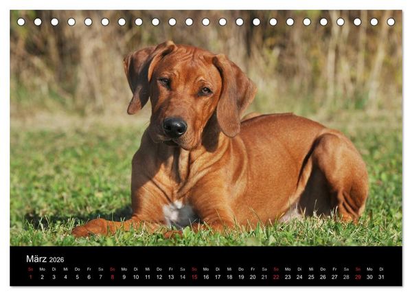 Produktbild: Rhodesian Ridgeback 2026 (Tischkalender 2026 DIN A5 quer), CALVENDO Monatskalender