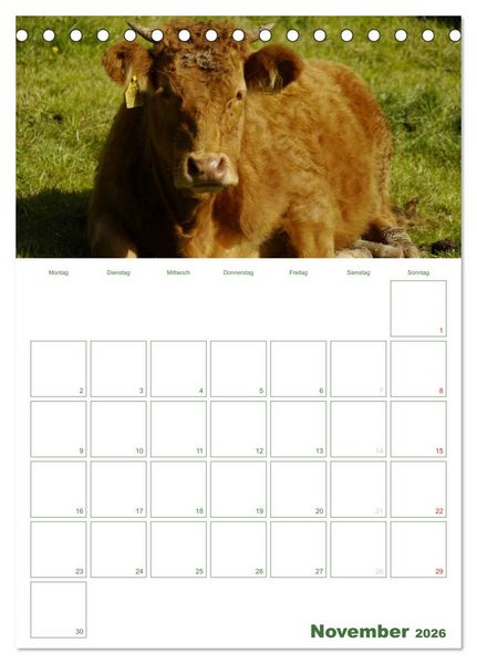 Produktbild: Kuhle K&uuml;he 2026 (Tischkalender 2026 DIN A5 hoch), CALVENDO Monatskalender