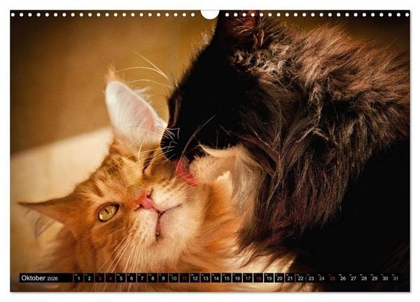 Produktbild: KATZEN Beautys (Wandkalender 2026 DIN A3 quer), CALVENDO Monatskalender
