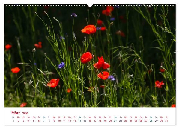 Produktbild: Mohnblumen (hochwertiger Premium Wandkalender 2026 DIN A2 quer), Kunstdruck in Hochglanz