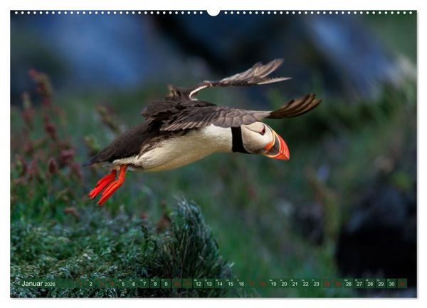 Produktbild: Puffins - Papageientaucher auf Island (Wandkalender 2026 DIN A2 quer), CALVENDO Monatskalender