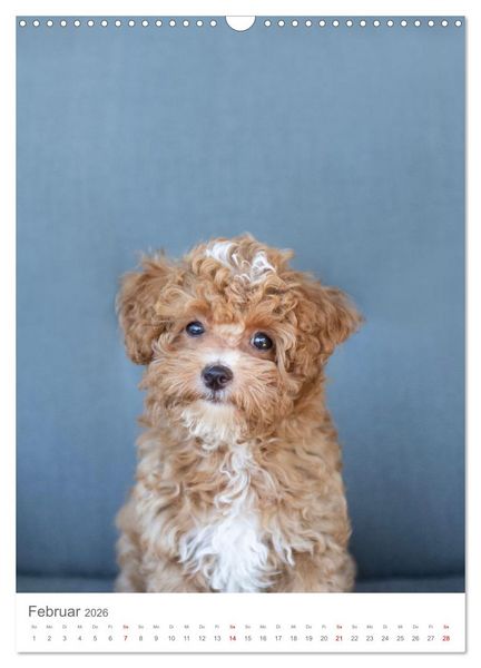 Produktbild: Maltipoo - Malteser - Pudel 2026 (Wandkalender 2026 DIN A3 hoch), CALVENDO Monatskalender