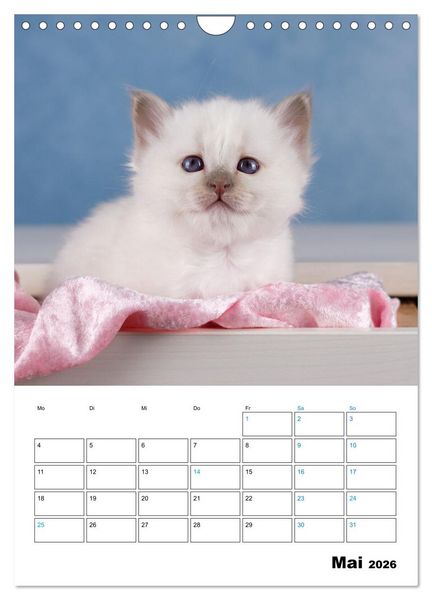 Produktbild: Heilige Birma Kitten - s&uuml;&szlig;e kleine Flauschb&auml;llchen (Wandkalender 2026 DIN A4 hoch), CALVENDO Monatskalender