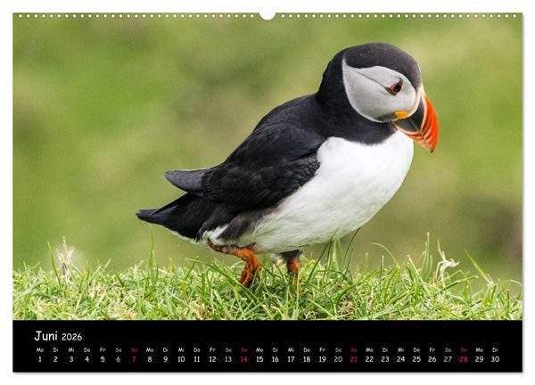 Produktbild: Die Papageientaucher von Mykines (Wandkalender 2026 DIN A2 quer), CALVENDO Monatskalender