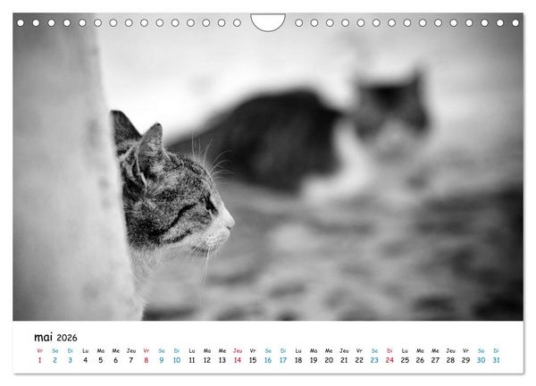 Produktbild: Chats de Santorin - Les princes d'Oia en noir et blanc (Calendrier mural 2026 DIN A4 vertical), CALVENDO calendrier mensuel