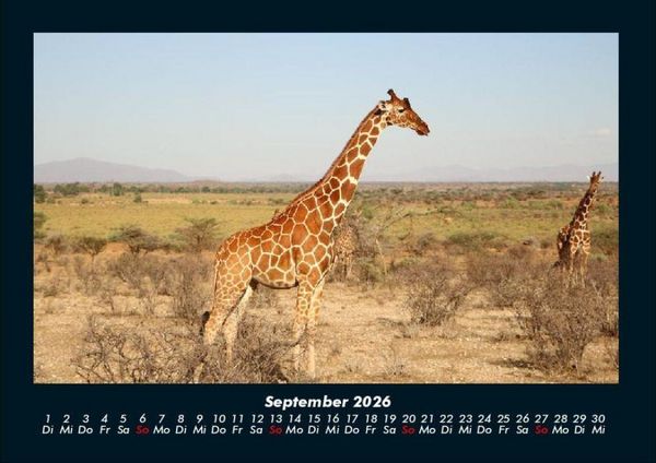 Produktbild: Giraffen 2026 Fotokalender DIN A4