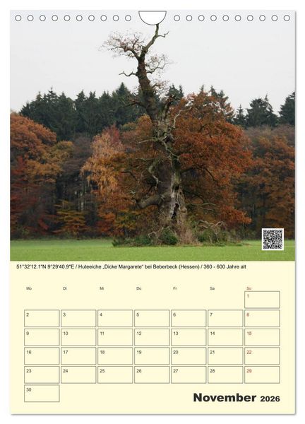 Produktbild: Uralt - Mit QR-Code und GPS zu alten B&auml;umen (Wandkalender 2026 DIN A4 hoch), CALVENDO Monatskalender