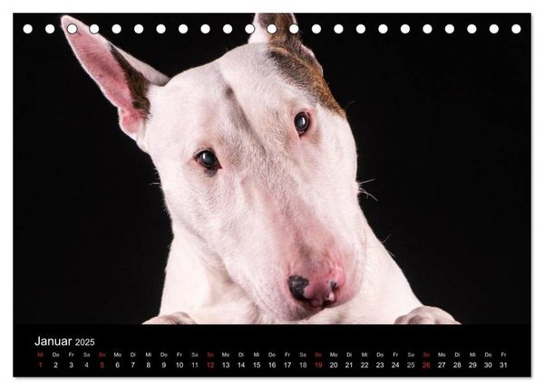 Produktbild: Bullterrier (Tischkalender 2025 DIN A5 quer), CALVENDO Monatskalender