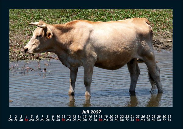 Produktbild: Kuhkalender 2027 Fotokalender DIN A4