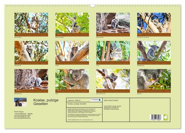 Produktbild: Koalas, putzige Gesellen (Wandkalender 2026 DIN A2 quer), CALVENDO Monatskalender