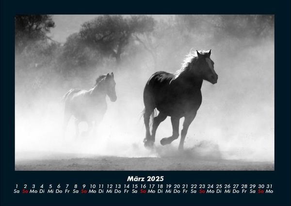 Produktbild: Pferde Kalender 2025 Fotokalender DIN A4