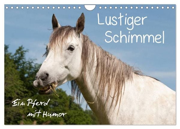 Produktbild: Lustiger Schimmel - ein Pferd mit Humor (Wandkalender 2027 DIN A4 quer), CALVENDO Monatskalender