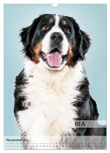 Produktbild: Hundekalender - Hunderassen im Portrait (Wandkalender 2026 DIN A3 hoch), CALVENDO Monatskalender