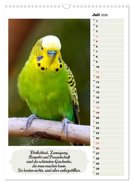 Produktbild: Niedliche Wellensittiche (Wandkalender 2026 DIN A3 hoch), CALVENDO Monatskalender