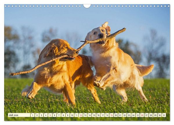 Produktbild: Golden Retriever - Freunde auf 4 Pfoten (Wandkalender 2026 DIN A3 quer), CALVENDO Monatskalender