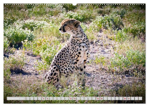 Produktbild: Namibia &ndash; Die Tierwelt vom Caprivi bis Etosha (Wandkalender 2026 DIN A2 quer), CALVENDO Monatskalender