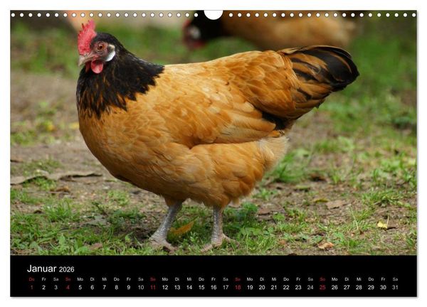 Produktbild: Die Welt der H&uuml;hner (Wandkalender 2026 DIN A3 quer), CALVENDO Monatskalender