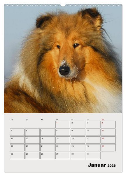 Produktbild: Collies - Freunde f&uuml;r&acute;s Leben (hochwertiger Premium Wandkalender 2026 DIN A2 hoch), Kunstdruck in Hochglanz