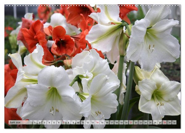 Produktbild: Amaryllis-Bl&uuml;ten (hochwertiger Premium Wandkalender 2026 DIN A2 quer), Kunstdruck in Hochglanz
