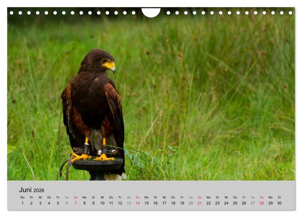 Produktbild: Scharfblick (Wandkalender 2026 DIN A4 quer), CALVENDO Monatskalender