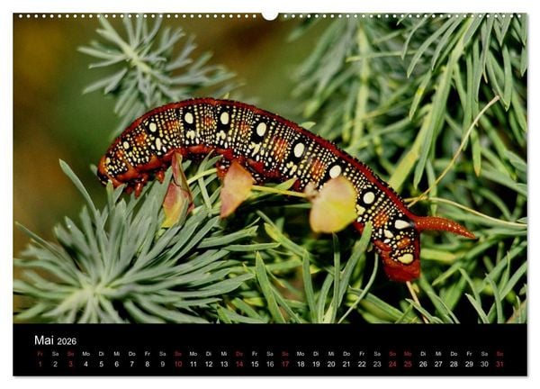 Produktbild: Faszination Schmetterlingsraupen (Wandkalender 2026 DIN A2 quer), CALVENDO Monatskalender