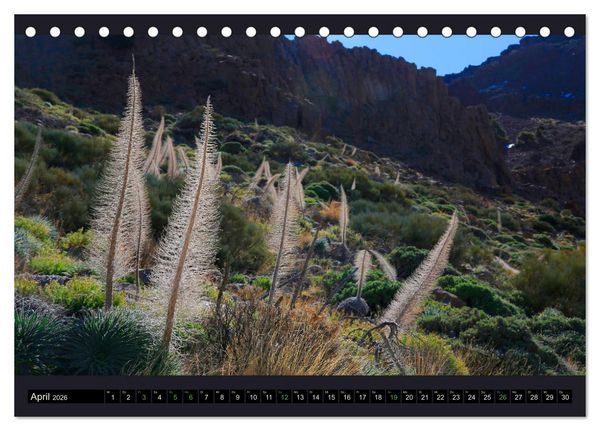 Produktbild: wildes Teneriffa (Tischkalender 2026 DIN A5 quer), CALVENDO Monatskalender