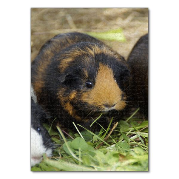 Produktbild: Lais Puzzle Meerschweinchen 1000 Teile