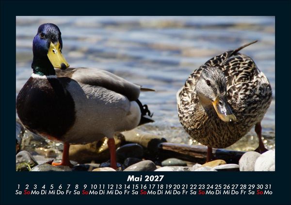 Produktbild: Enten 2027 Fotokalender DIN A5