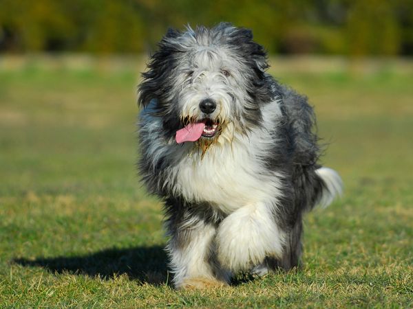 Produktbild: CALVENDO Puzzle Bearded Collie - Jungr&uuml;de | 1000 Teile Lege-Gr&ouml;&szlig;e 64x48cm Foto-Puzzle f&uuml;r gl&uuml;ckliche Stunden