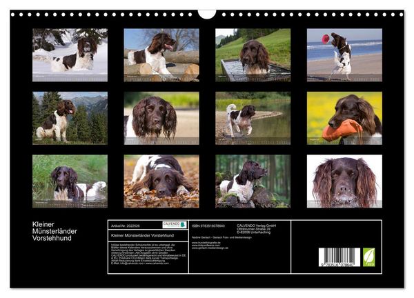 Produktbild: Kleiner M&uuml;nsterl&auml;nder Vorstehhund (Wandkalender 2026 DIN A3 quer), CALVENDO Monatskalender