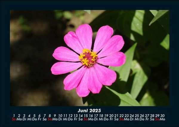 Produktbild: Blumentr&auml;ume 2025 Fotokalender DIN A5