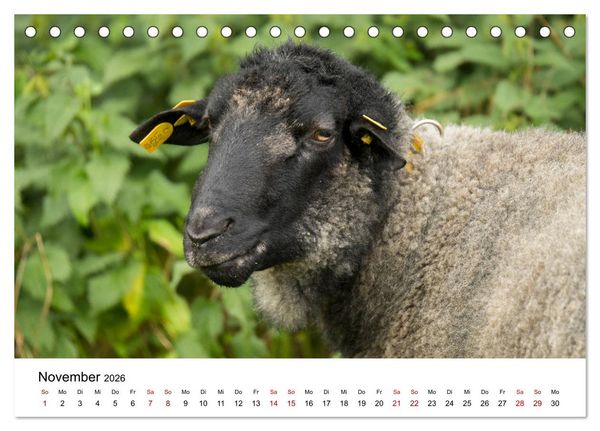 Produktbild: Alte Nutztierrassen 2026 (Tischkalender 2026 DIN A5 quer), CALVENDO Monatskalender