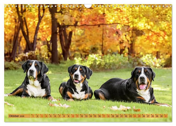 Produktbild: Gro&szlig;e Schweizer - Gigantische Sennenhunde (Wandkalender 2026 DIN A3 quer), CALVENDO Monatskalender