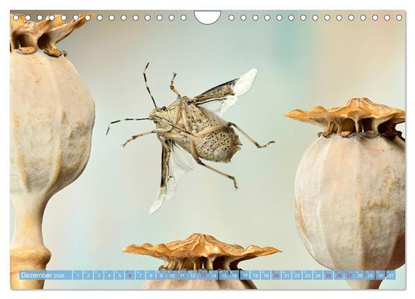 Produktbild: Sechs Beine in der Luft - Wanzen im Flug (Wandkalender 2026 DIN A4 quer), CALVENDO Monatskalender