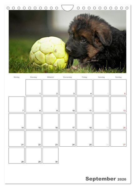 Produktbild: Deutscher Sch&auml;ferhund - Welpen, Planer (Wandkalender 2026 DIN A4 hoch), CALVENDO Monatskalender