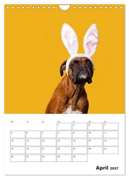 Produktbild: colorful world of boxer 2027 (Wandkalender 2027 DIN A4 hoch), CALVENDO Monatskalender