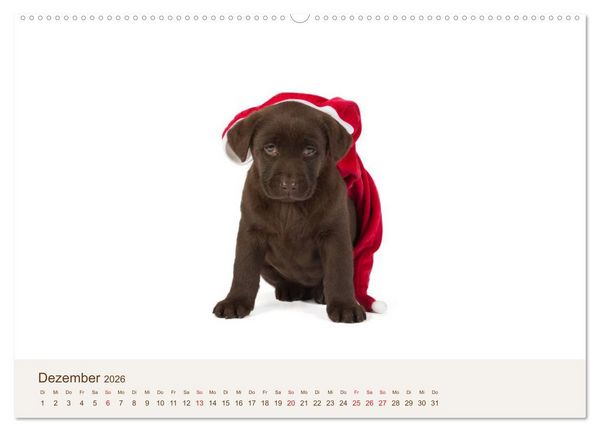 Produktbild: Labrador - Welpen (Wandkalender 2026 DIN A2 quer), CALVENDO Monatskalender
